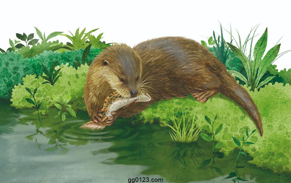 插画师 mlechugaillustration 作品集