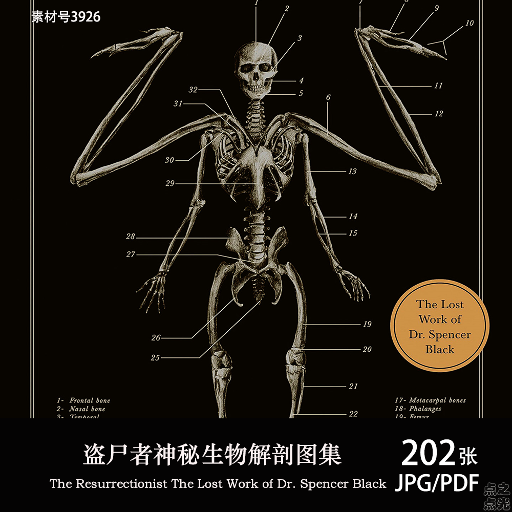 盗尸者神兽精细解剖图 The Resurrectionist 骨骼肌肉画集图片素材